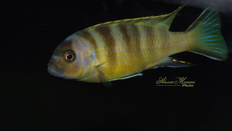 Maylandia melissa 'Chirwa Island'